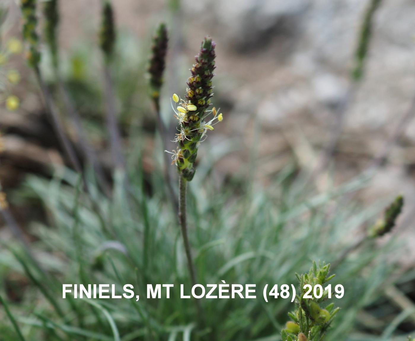 Plantain, Rock flower
